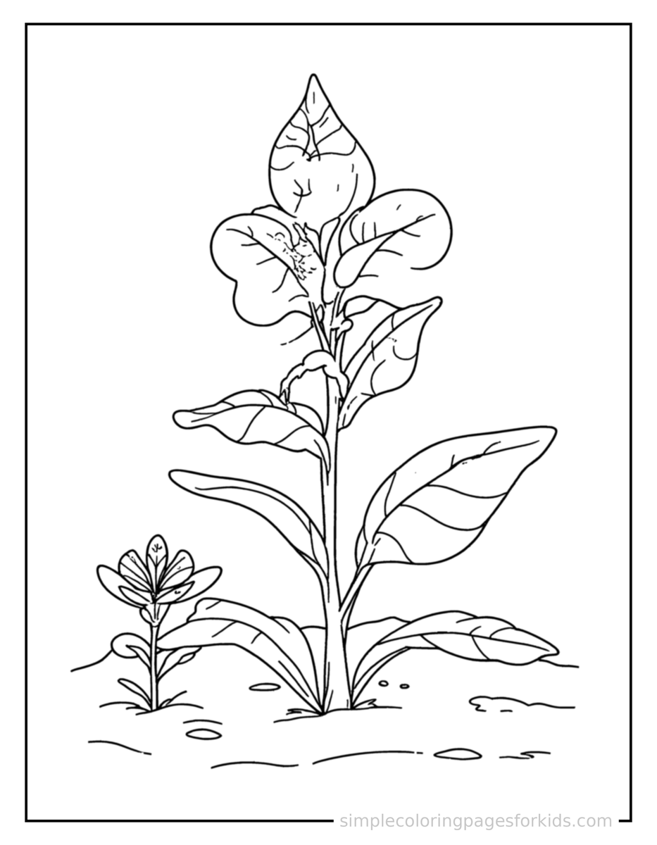 Coloring Scene 3 Plant Life Cycle Diagram Coloring Page