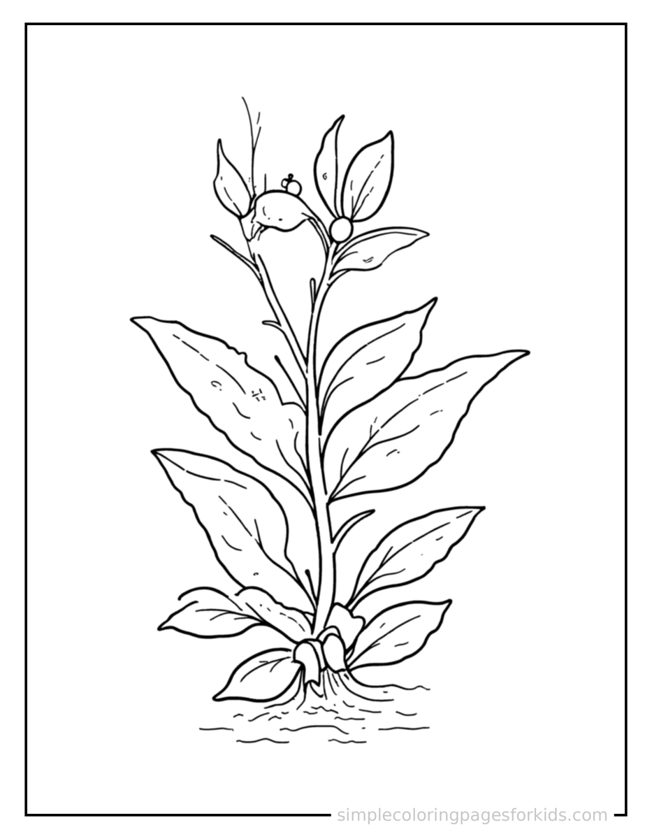Coloring Scene 4 Plant Life Cycle Diagram Coloring Page